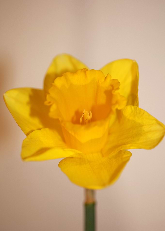 Narcissus blossoming macro
