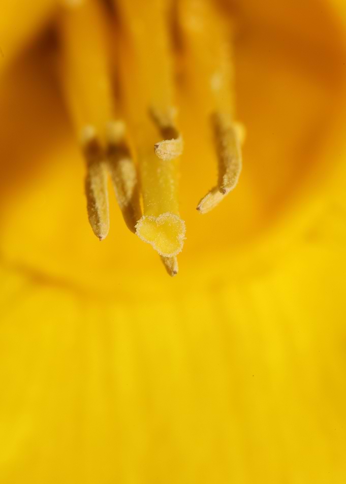 Narcissus flower macro