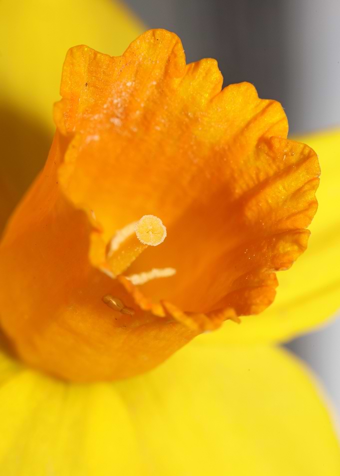 Narcissus blossoming macro