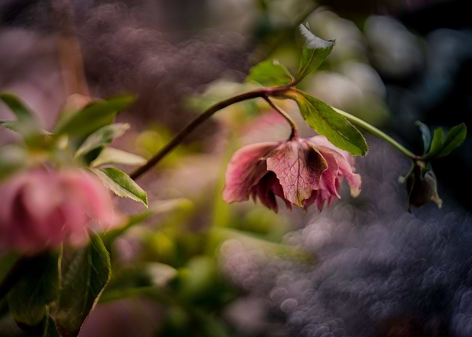 winter rose