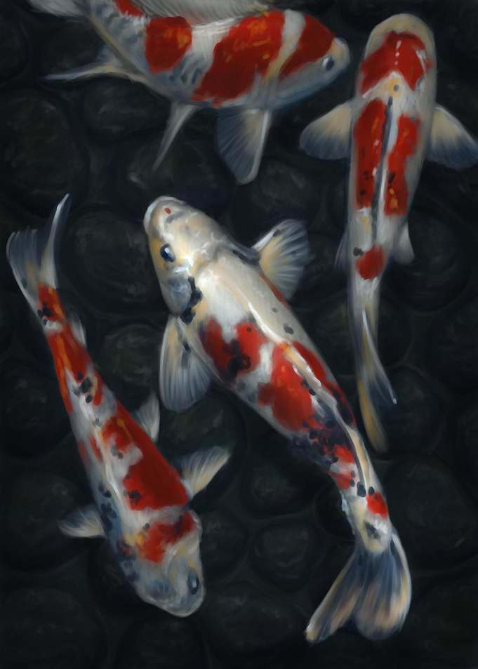 Koi Fish Pond