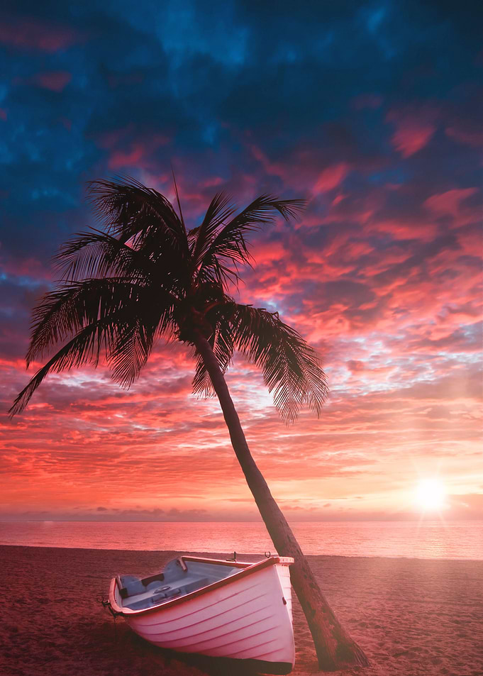 beach palm