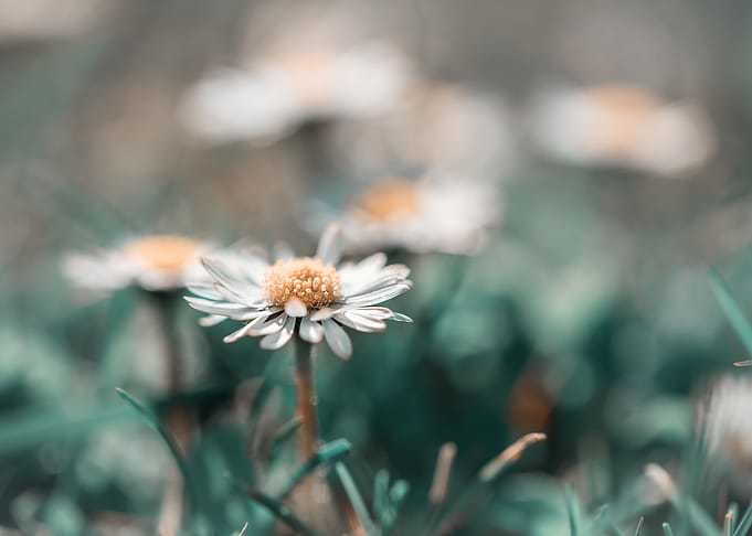 White flower, spring daisy