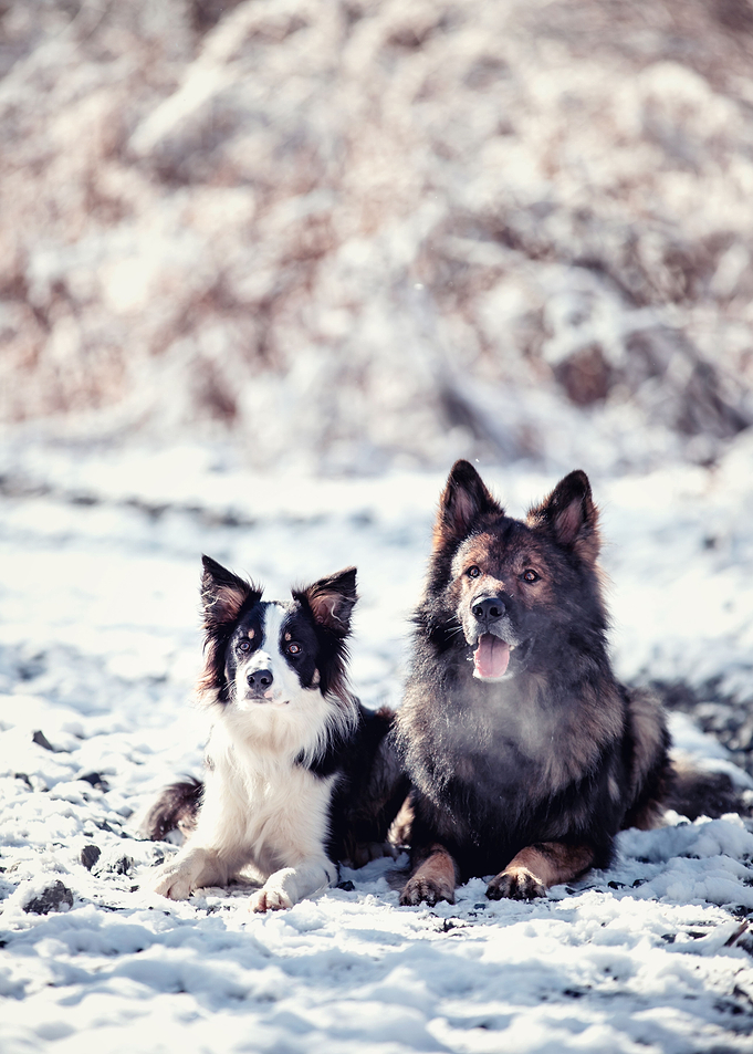 Dog, portrait, pet, winter