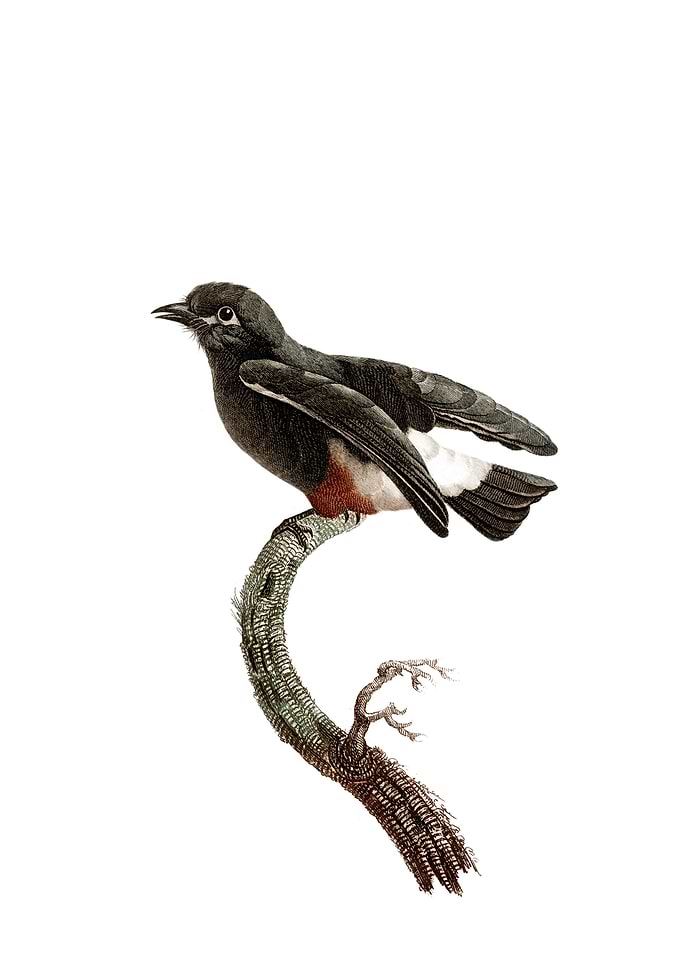 Swallow Winged Puffbird