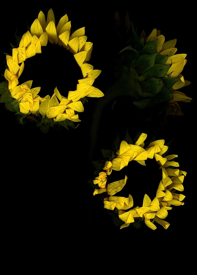 Beautiful yellow sunflower