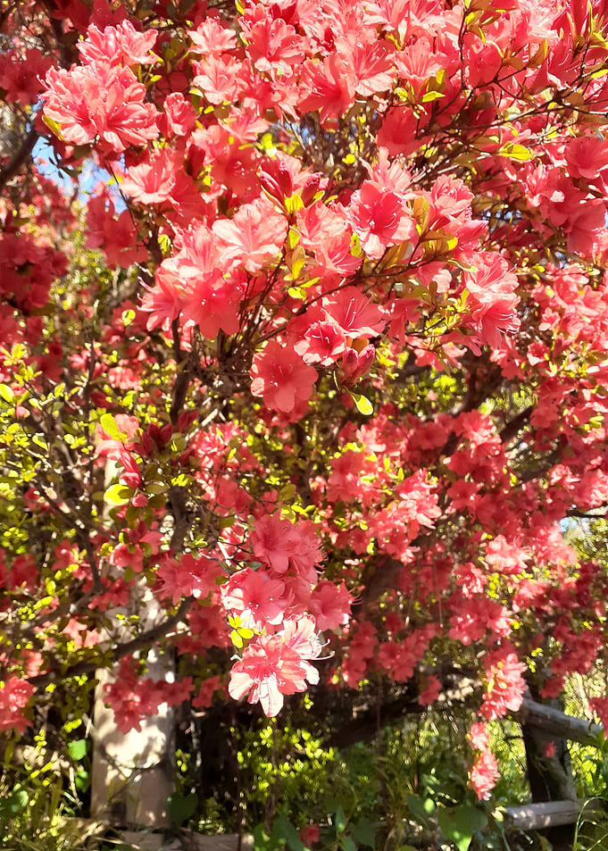 beautiful Kanhizakura