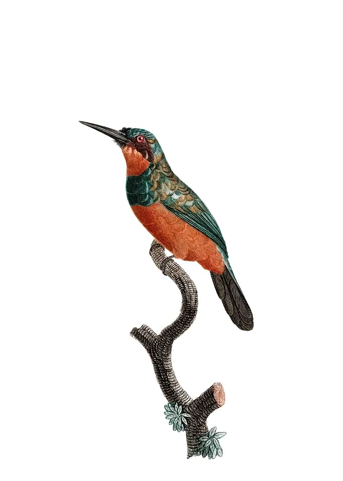 Green Tailed Jacamar Bird