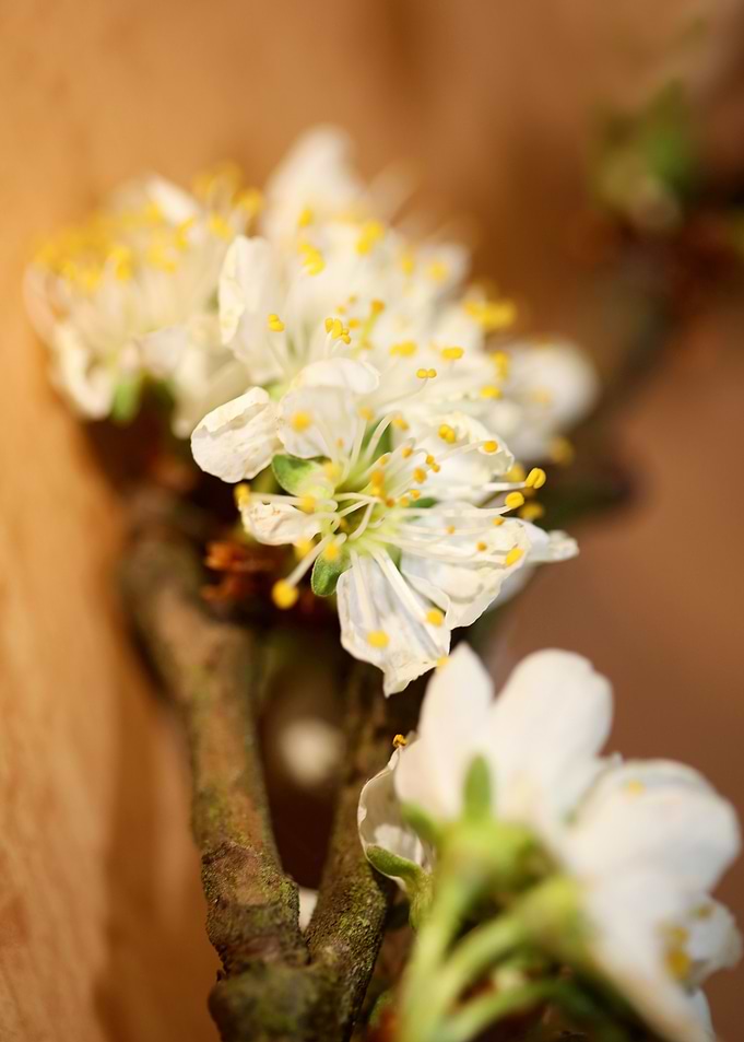 Prunus avium flower macro