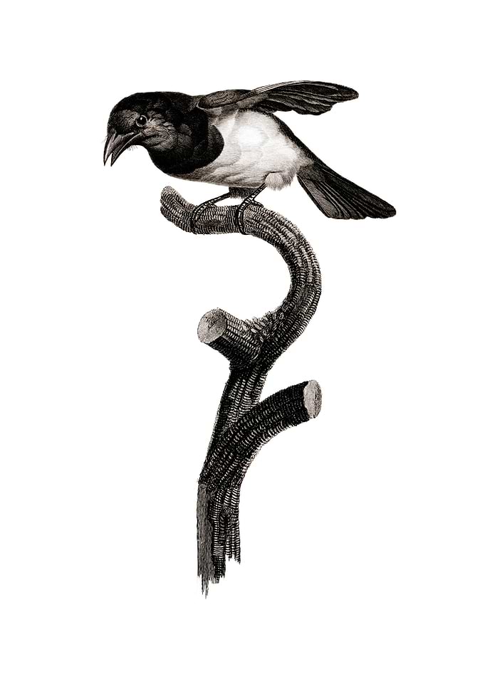 Vintage Black Barbet Bird