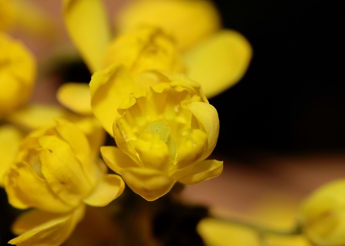 Berberis aquifolium flower