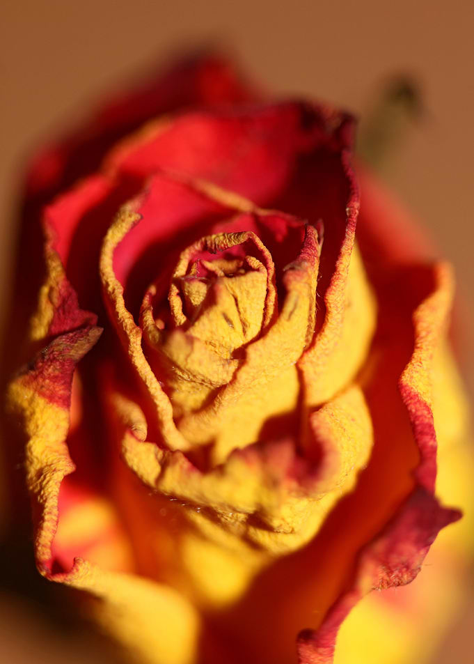 Rosa flower blossom macro