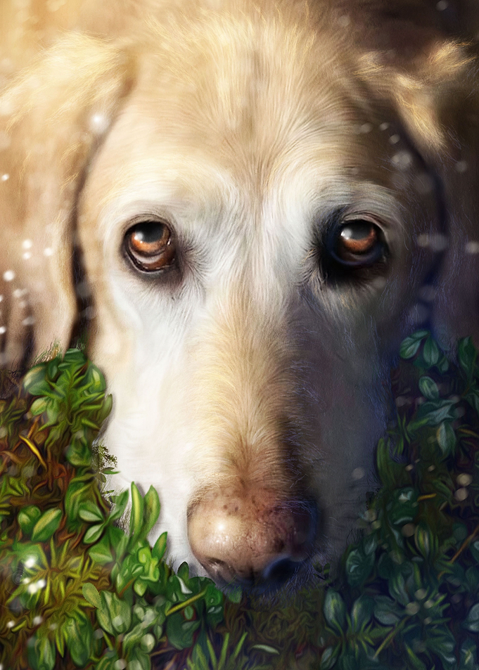 Beautiful Dog in the Grass