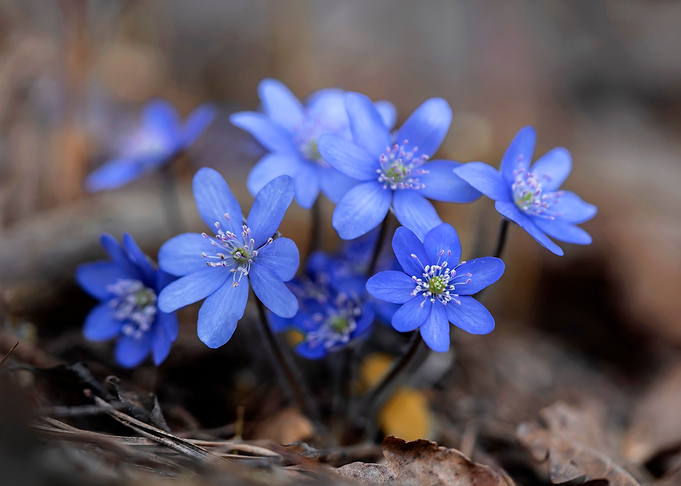 Blue pretties