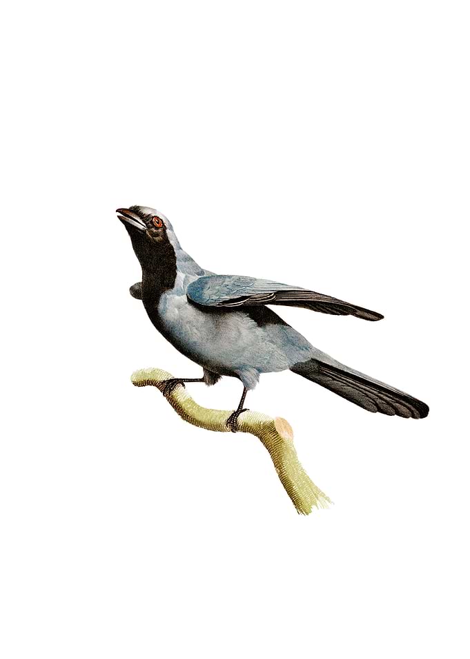 Black Masked Roller Bird
