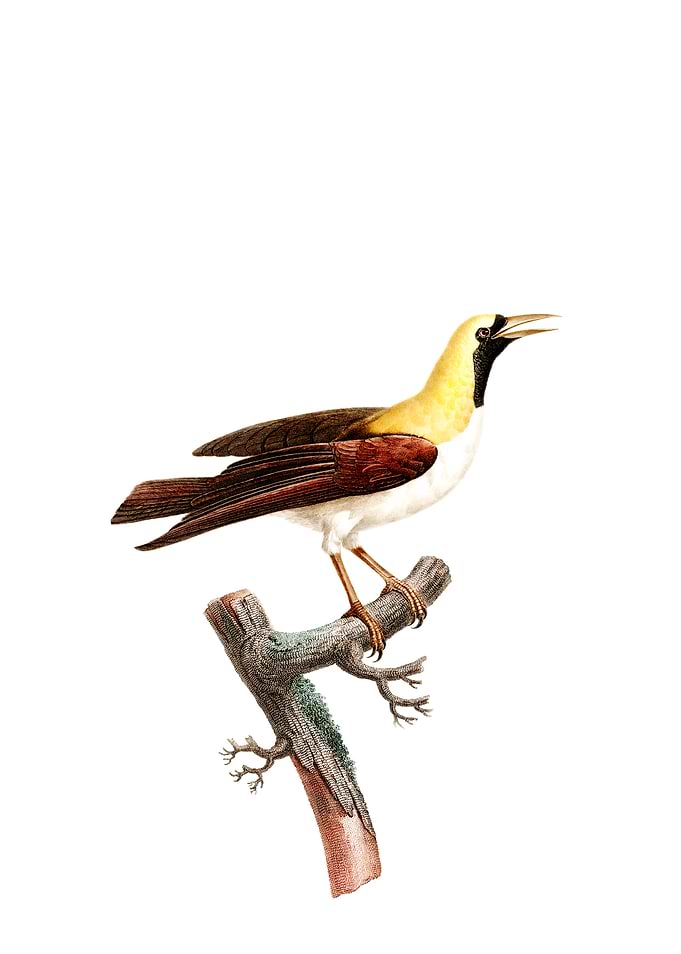 Emperor Bird Of Paradise