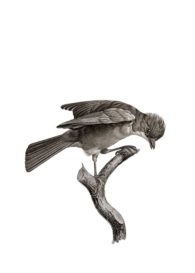 Vintage Red Brown Jay Bird