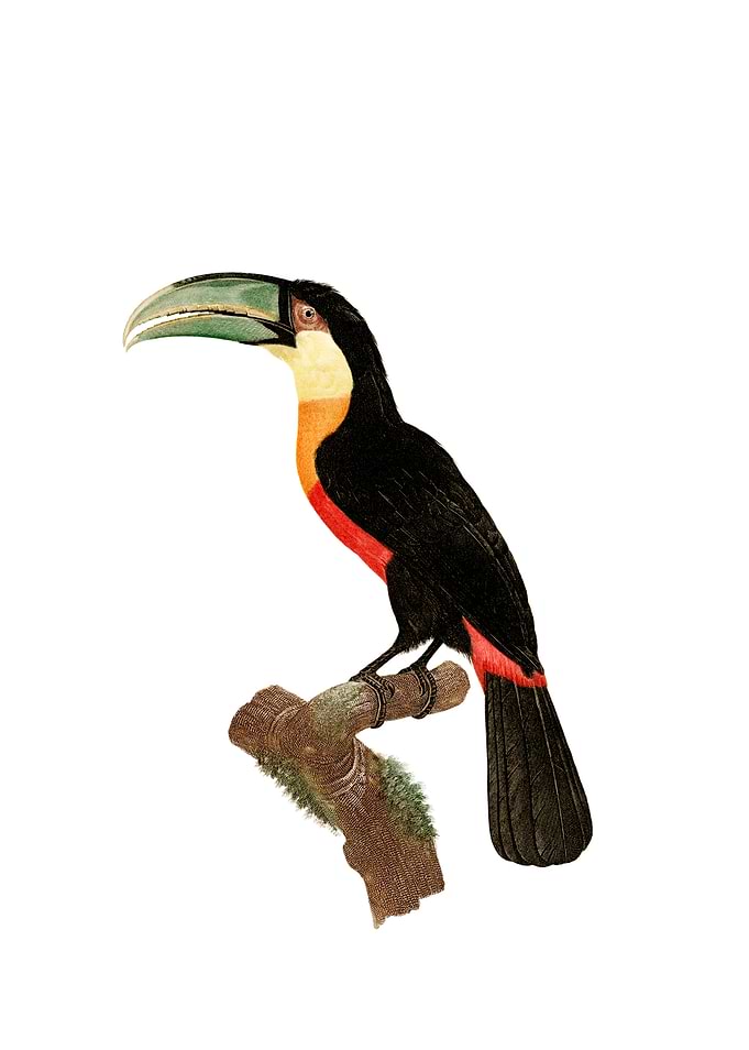 Red Billed Toucan Bird