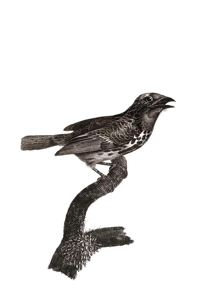 Vintage Gilded Barbet Bird