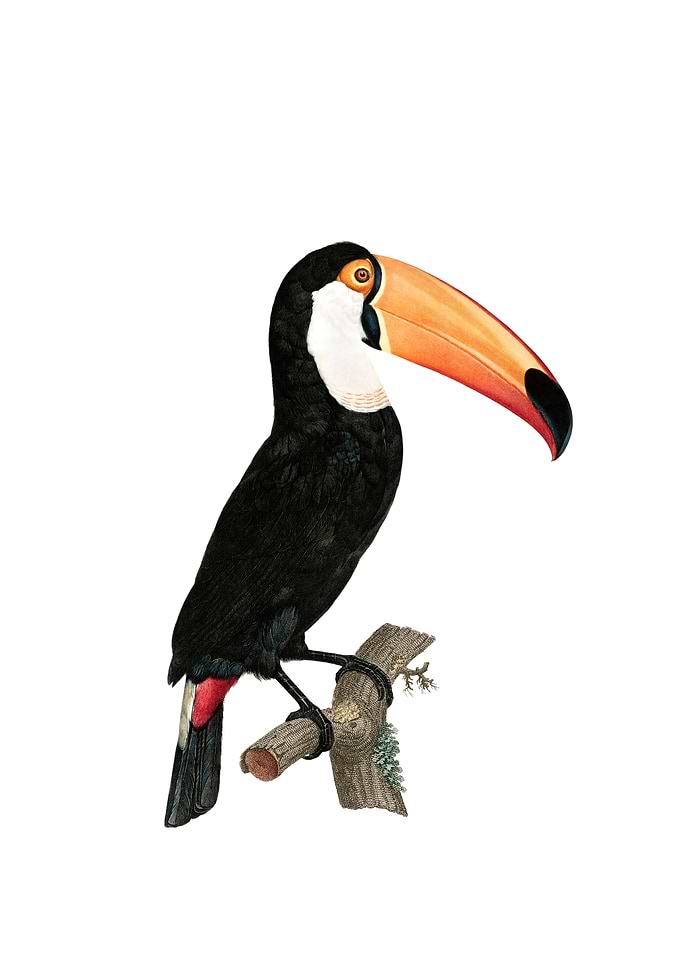 Vintage Toco Toucan Bird