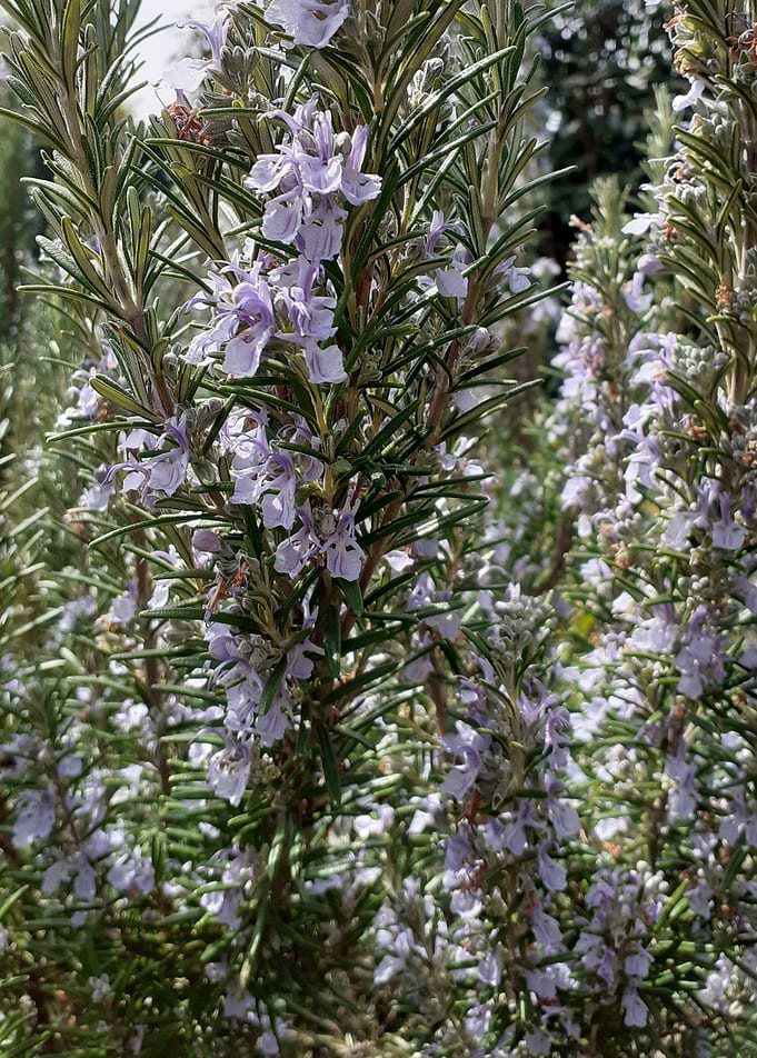 flower rosemary