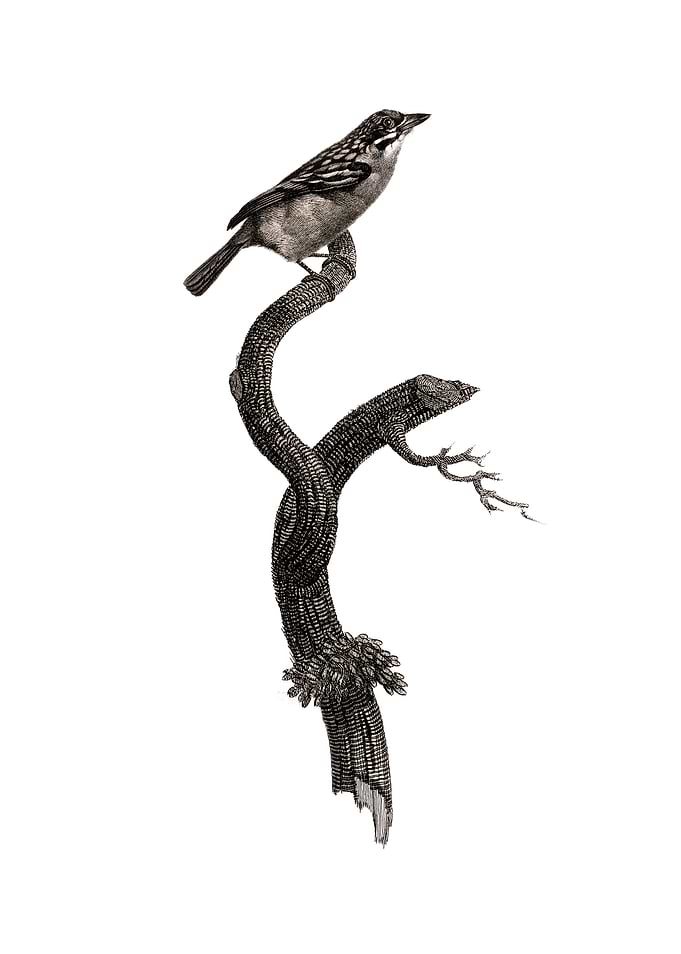 Barbet Bird