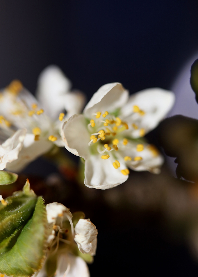 Prunus avium L rosaceae