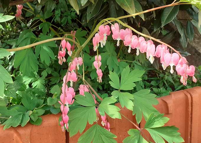 Pink flower 02