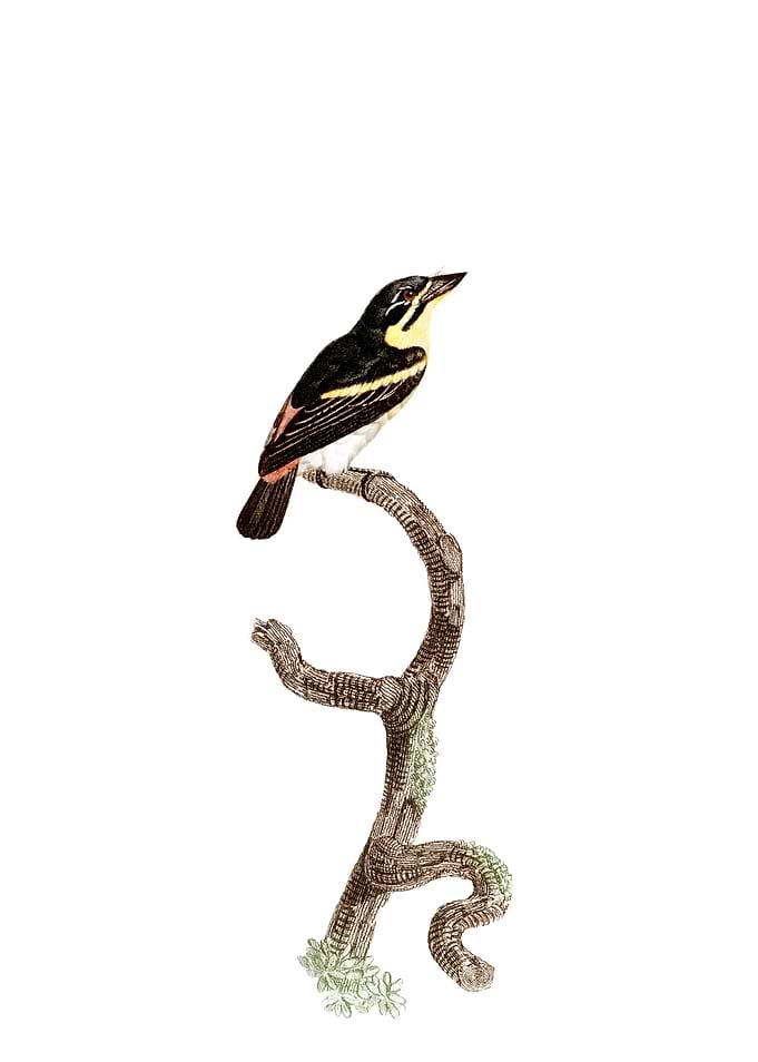 Red Rumped Tinkerbird Bird