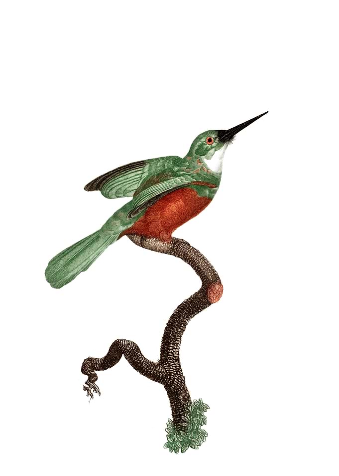 Green Tailed Jacamar Bird