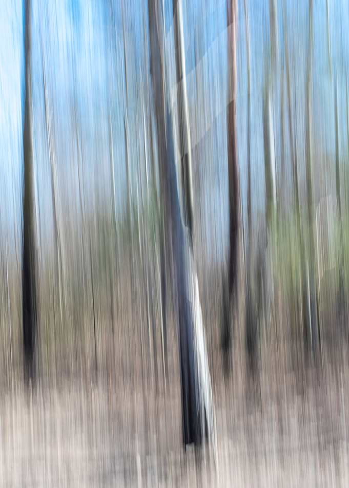 Abstract panning wood tree