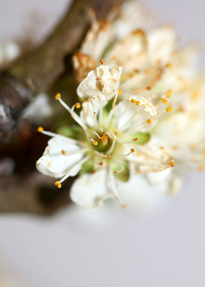 Prunus avium flower macro