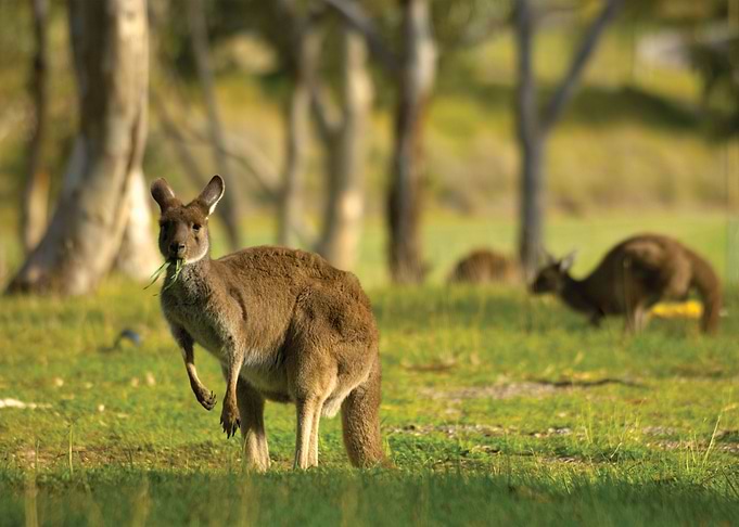 Kangaroo