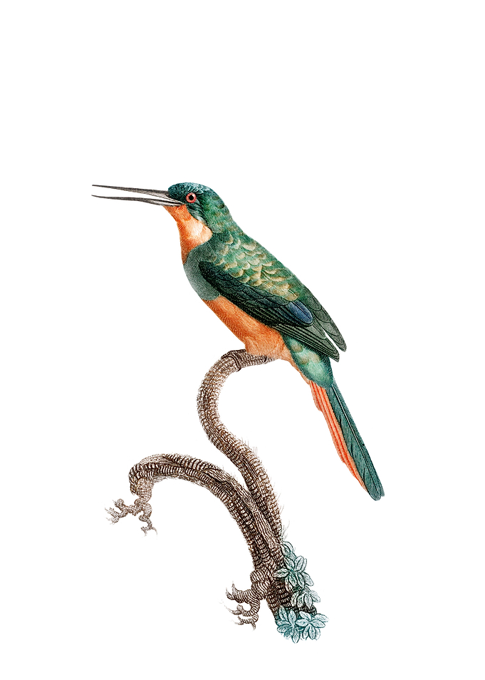 Rufous Tailed Jacamar Bird