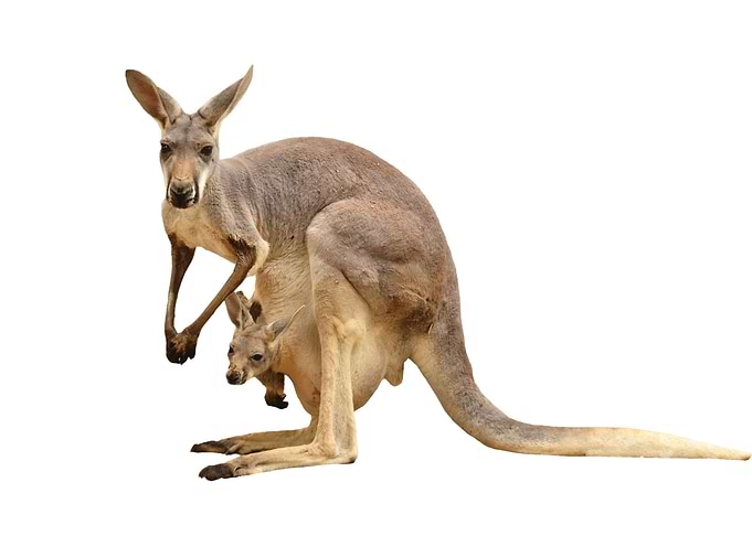 Kangaroo