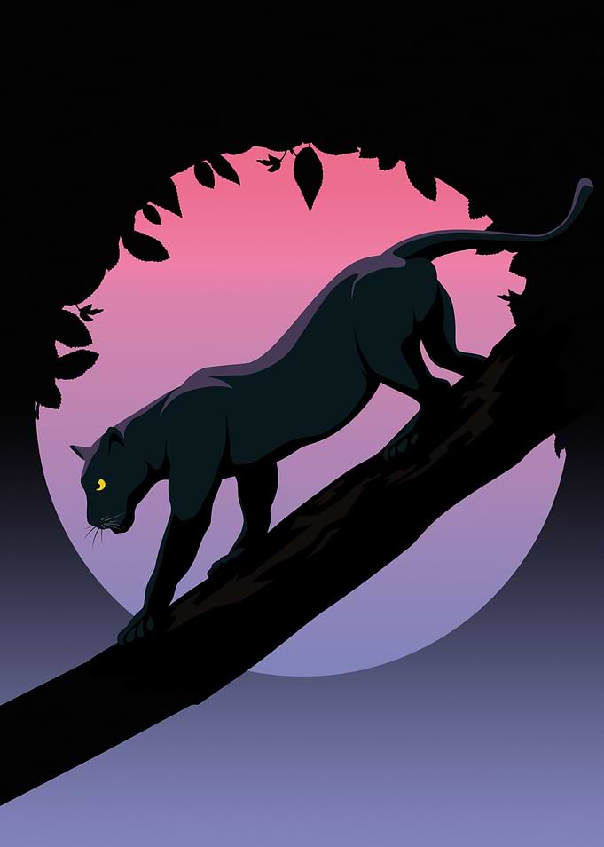 Black Panther Animal