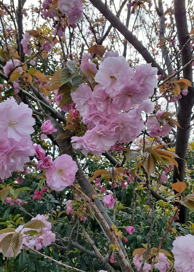 spring in japan