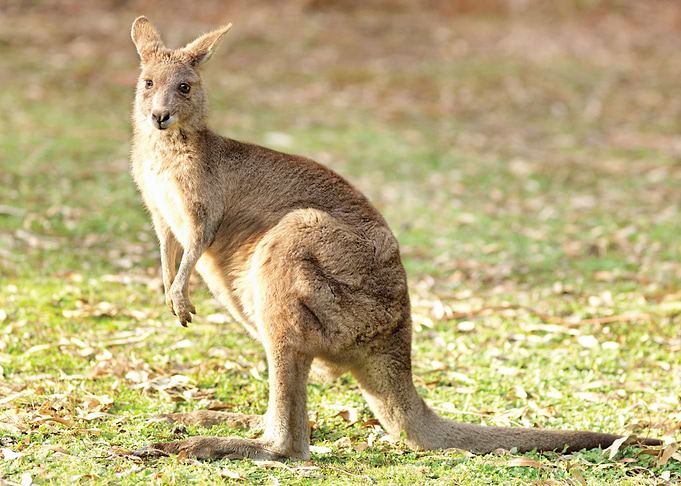 Kangaroo