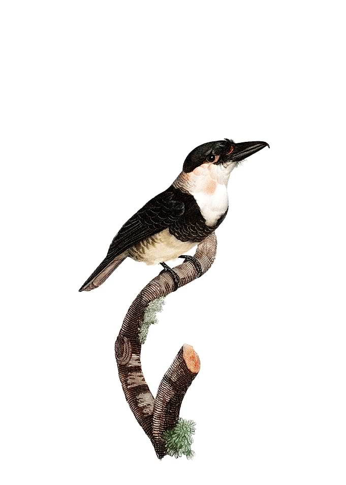 Black Billed Tamatia Bird