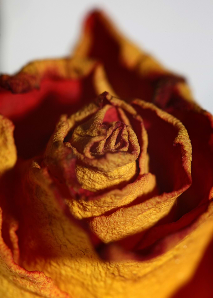 Rosa flower blossom macro