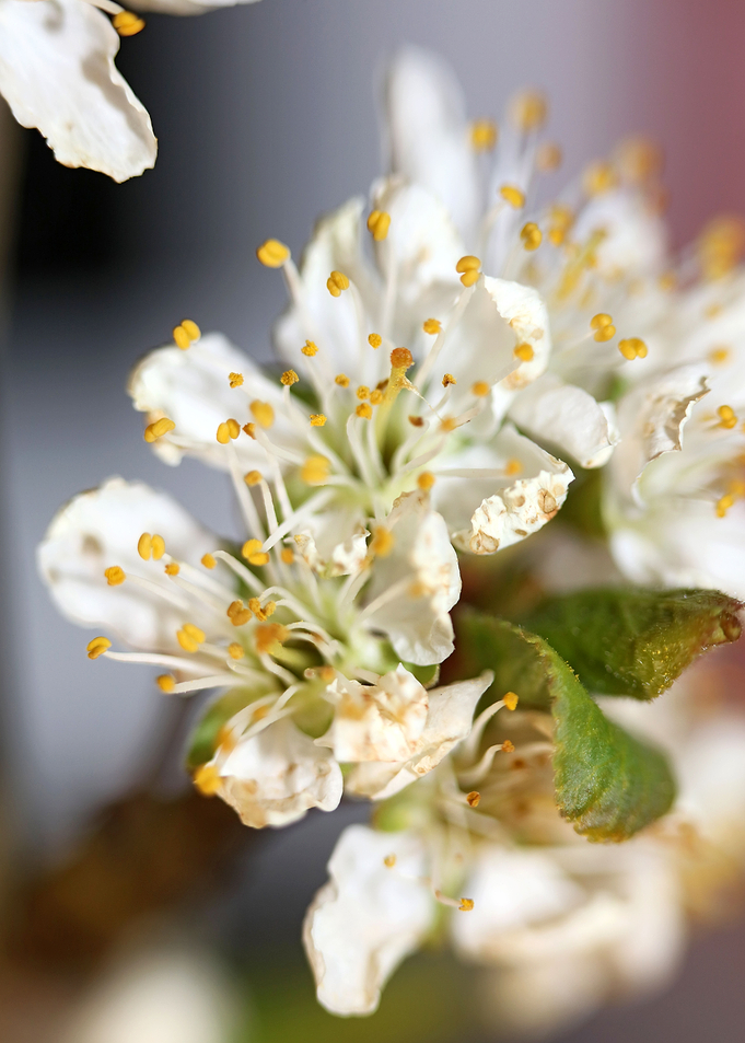 Prunus avium flower macro
