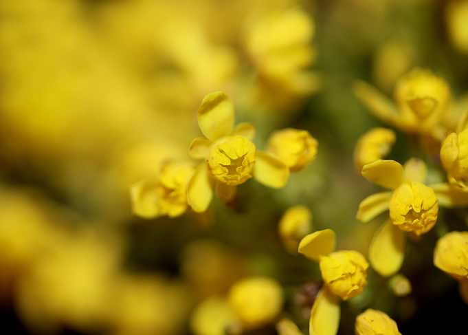 Berberis aquifolium flower