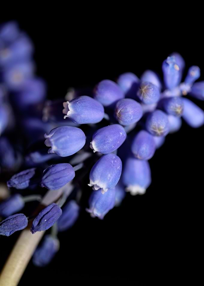 Muscari neglectum close up