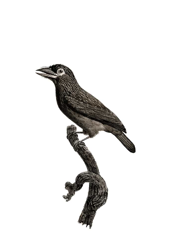 Prong Billed Barbet Bird