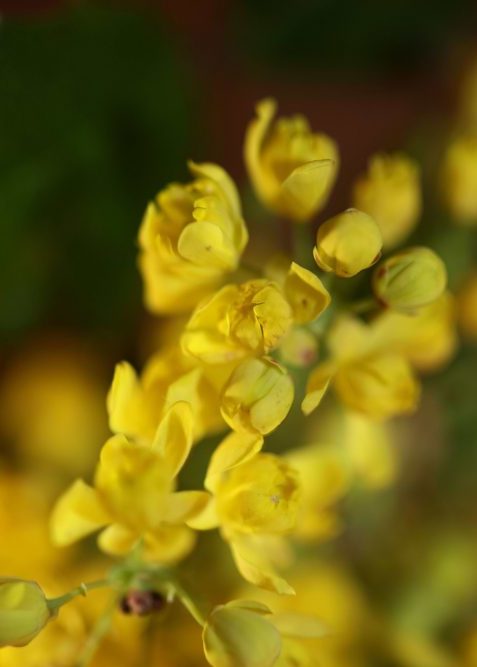 Berberis aquifolium flower