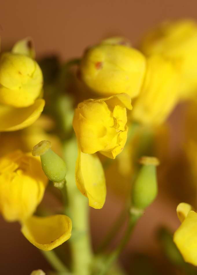 Berberis aquifolium flower