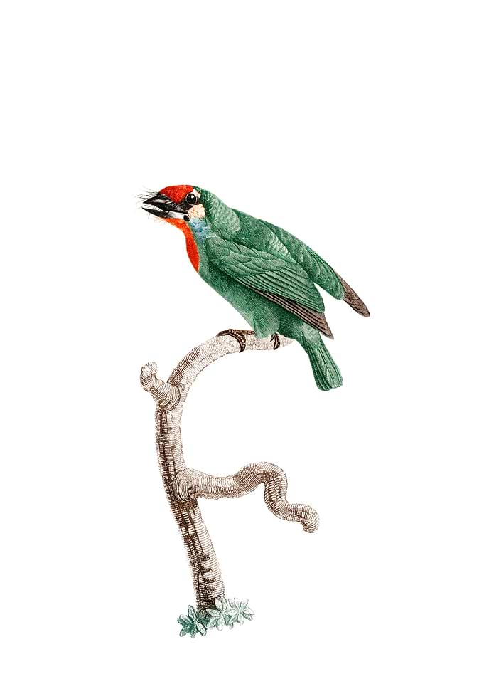 Vieillots Barbet Bird