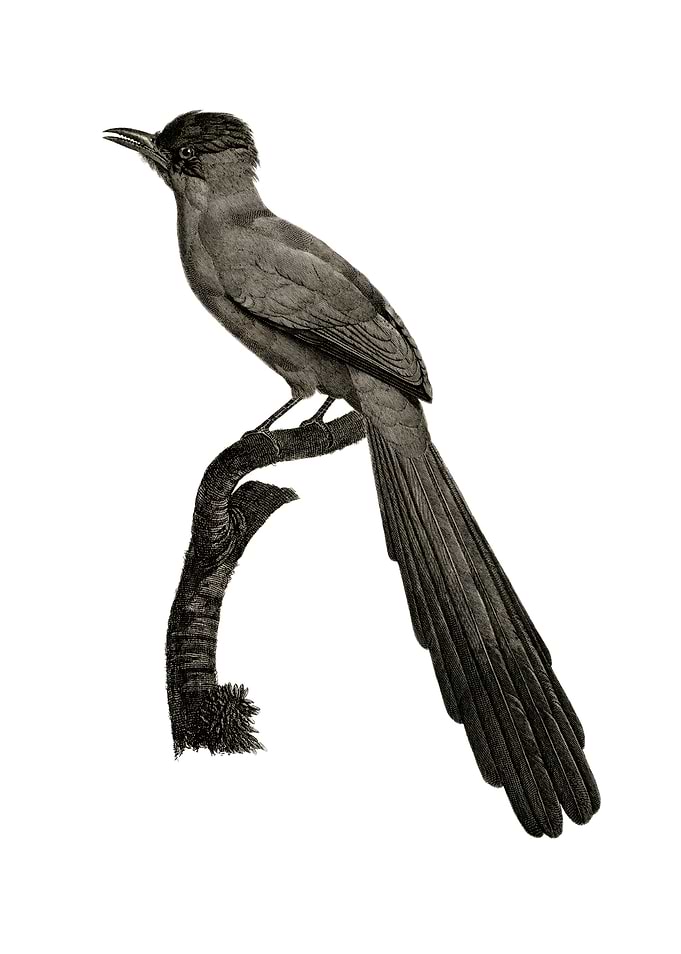 Vintage Huon Astrapia Bird
