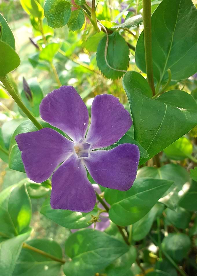 purple flower 02