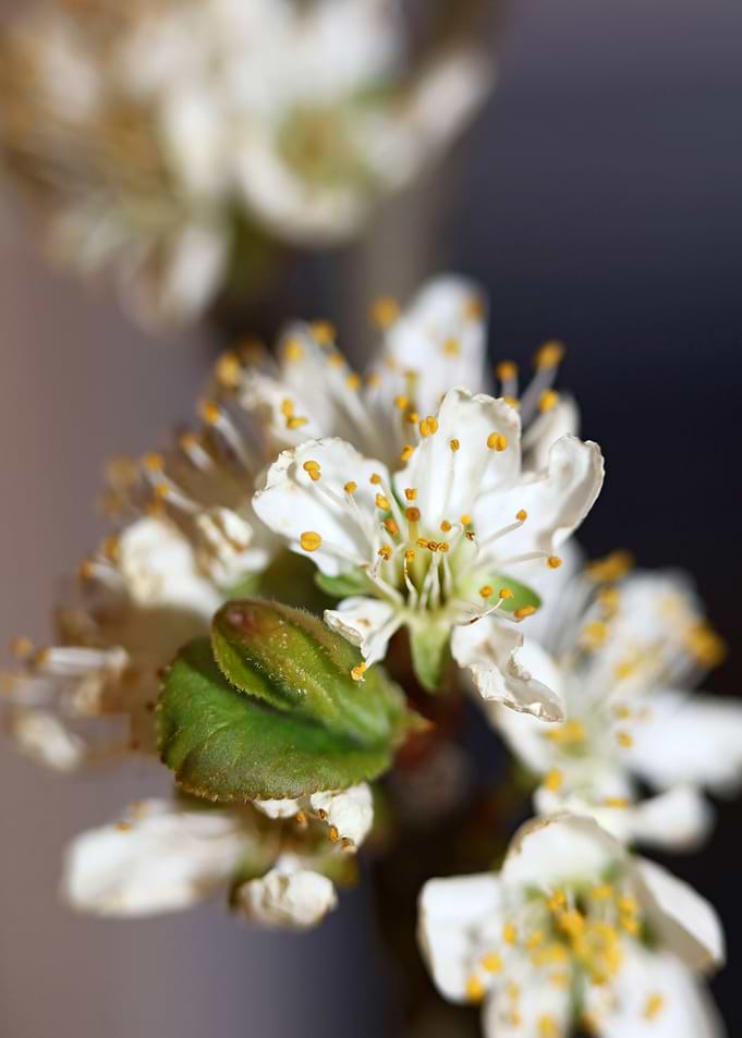 Prunus avium flower macro
